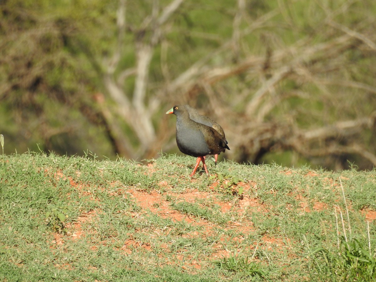 Black-tailed Nativehen - ML126167681