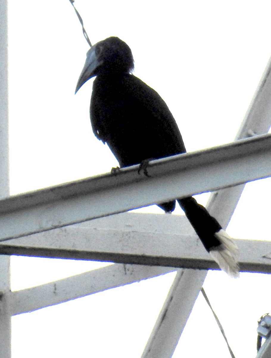 Black Hornbill - Chow Chong Peck