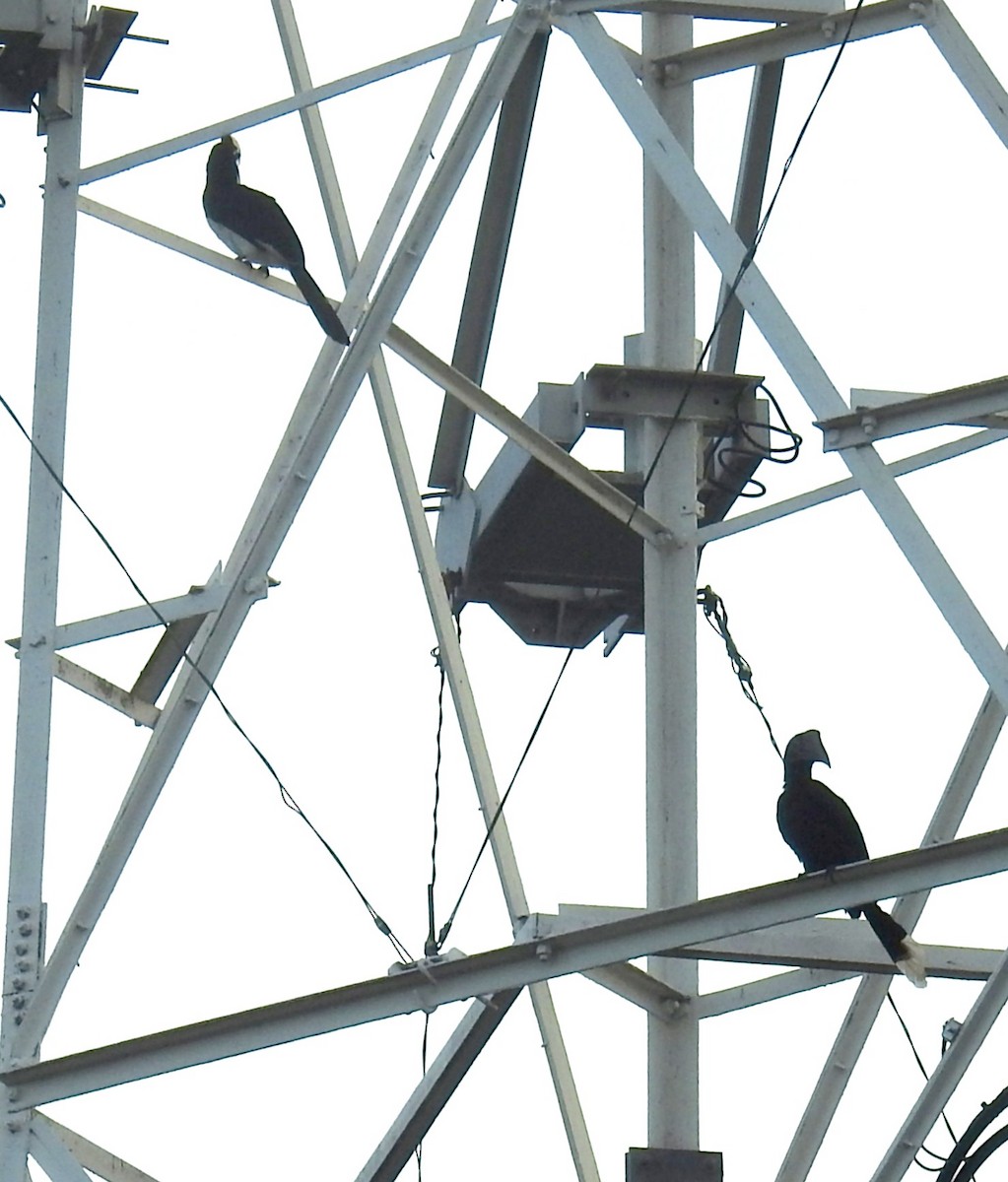 Black Hornbill - Chow Chong Peck