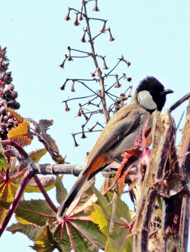 White-eared Bulbul - ML126168521