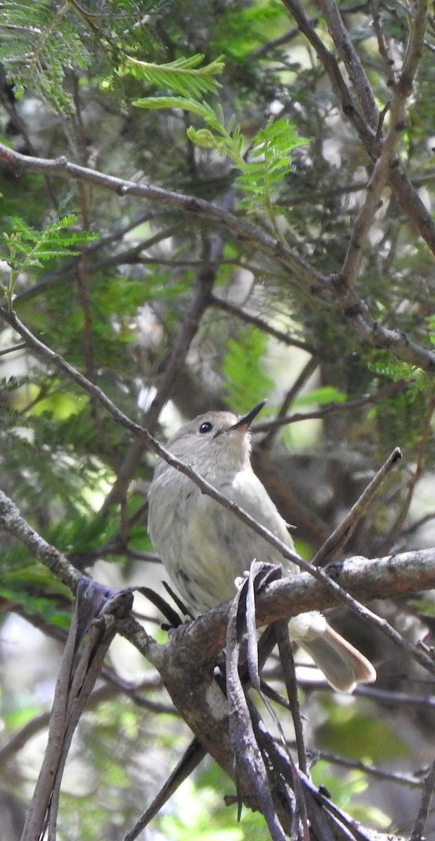 Large-billed Scrubwren - ML126169461