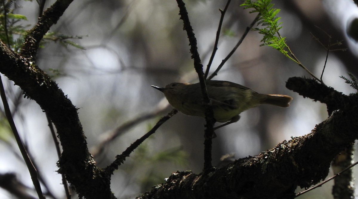 Large-billed Scrubwren - ML126169471