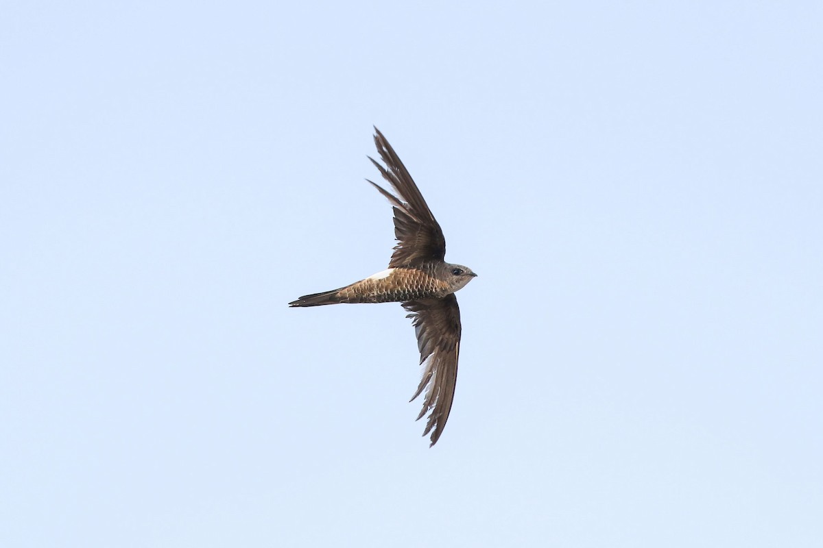 Pacific Swift - Ged Tranter