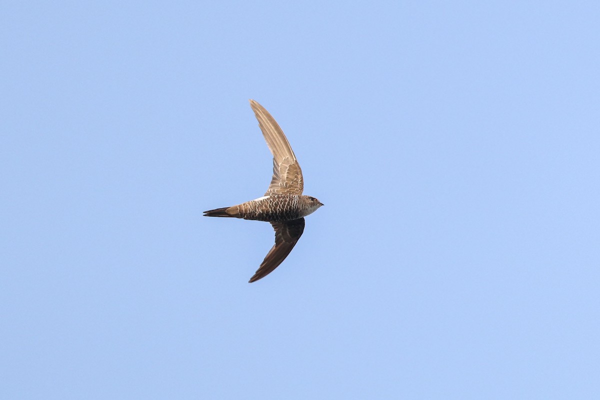 Pacific Swift - ML126170291