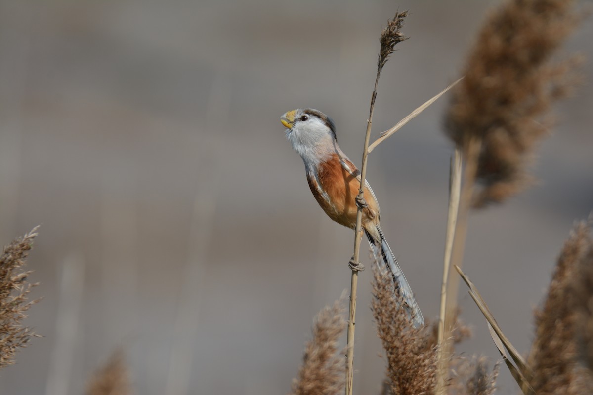 Reed Parrotbill - Yasuhiko Komatsu