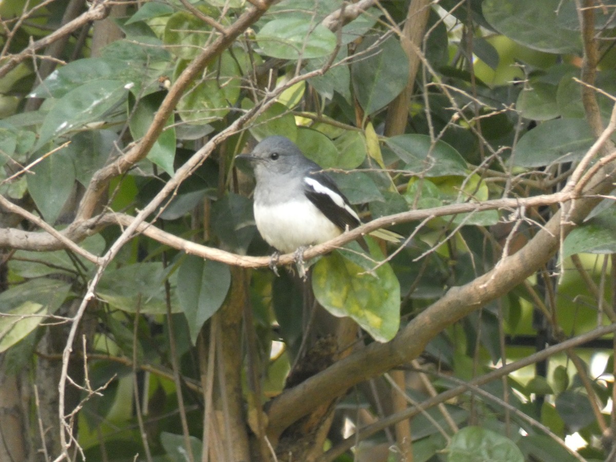 Oriental Magpie-Robin - ML126178311