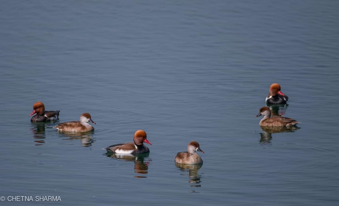 Red-crested Pochard - Chetna Sharma