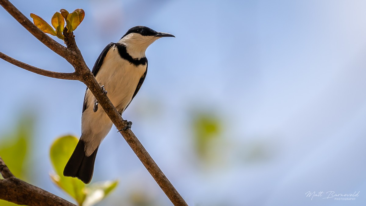 Banded Honeyeater - ML126180831