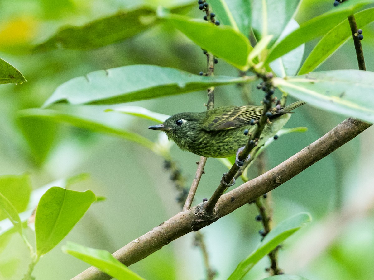 Olive-striped Flycatcher - ML126181531