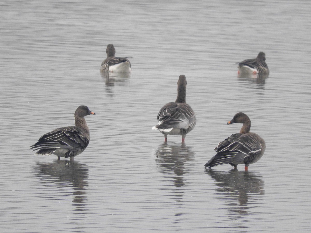 Tundra Bean-Goose - ML126182111