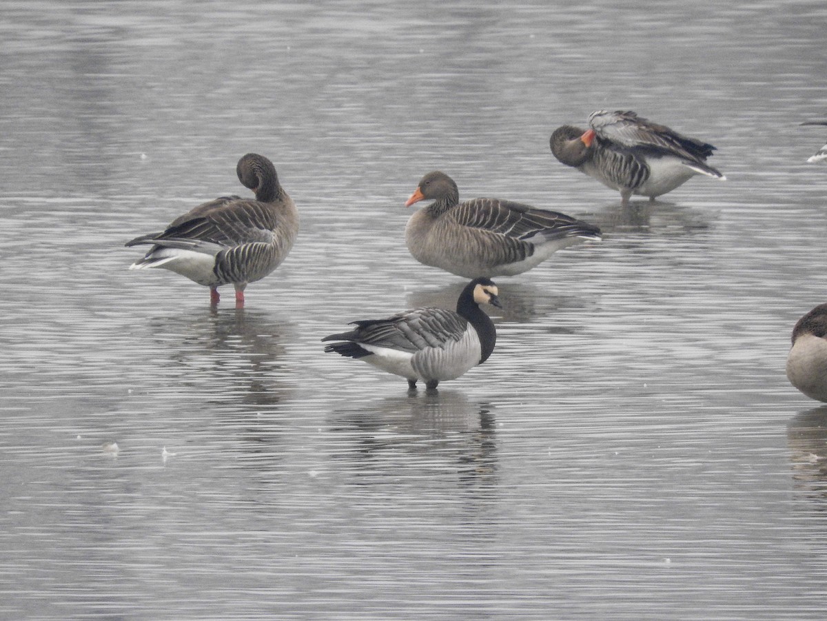 Barnacle Goose - ML126182141