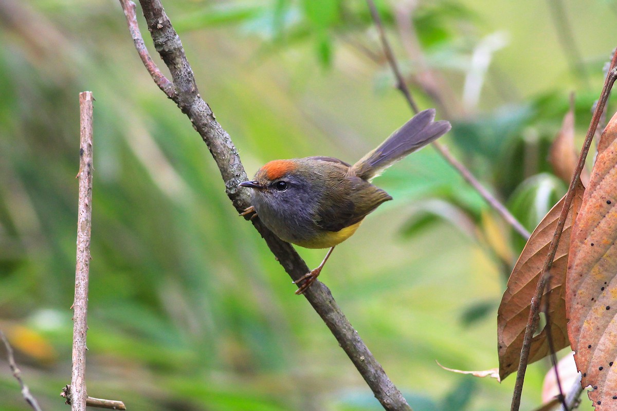 Broad-billed Warbler - Stefan Hirsch
