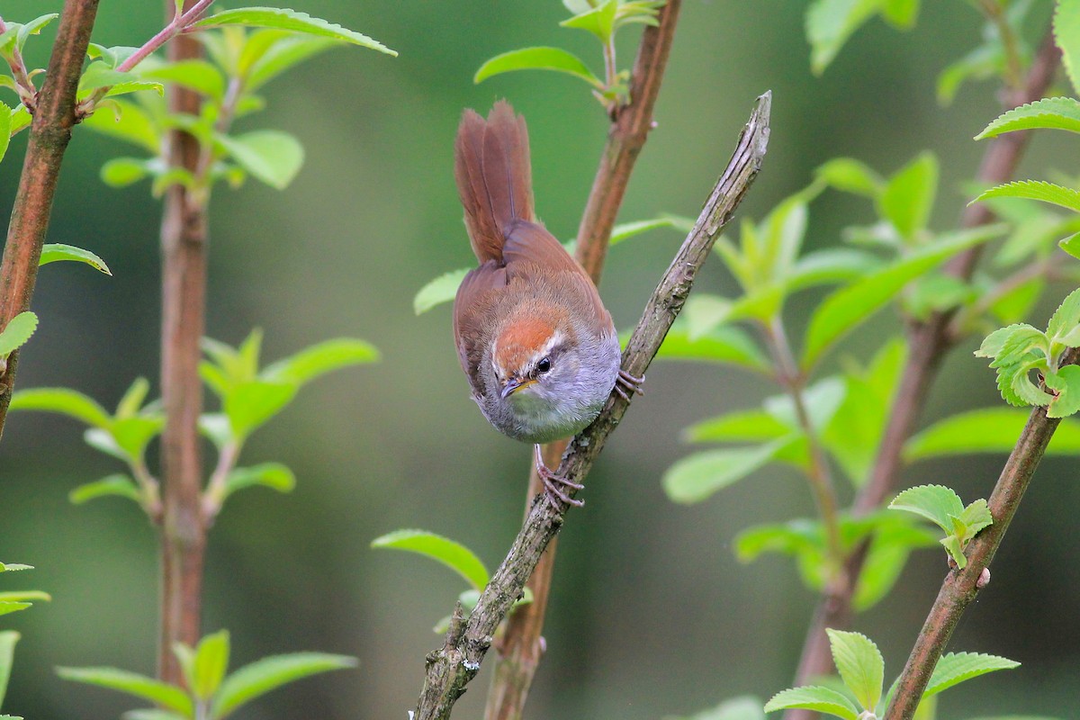 Gray-sided Bush Warbler - Stefan Hirsch