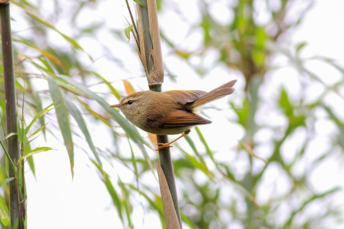 Hume's Bush Warbler - ML126183851