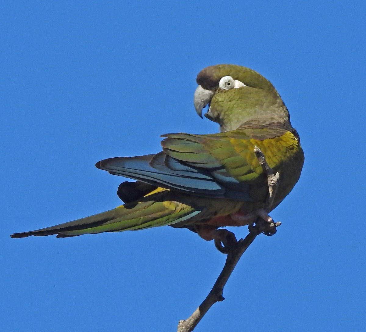 Burrowing Parakeet - Hugo Hulsberg