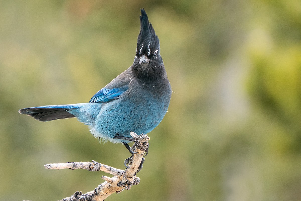 Steller's Jay - Gunnar Numme