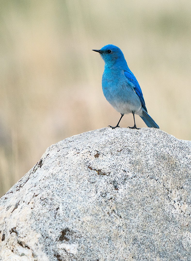 Mountain Bluebird - ML126186181