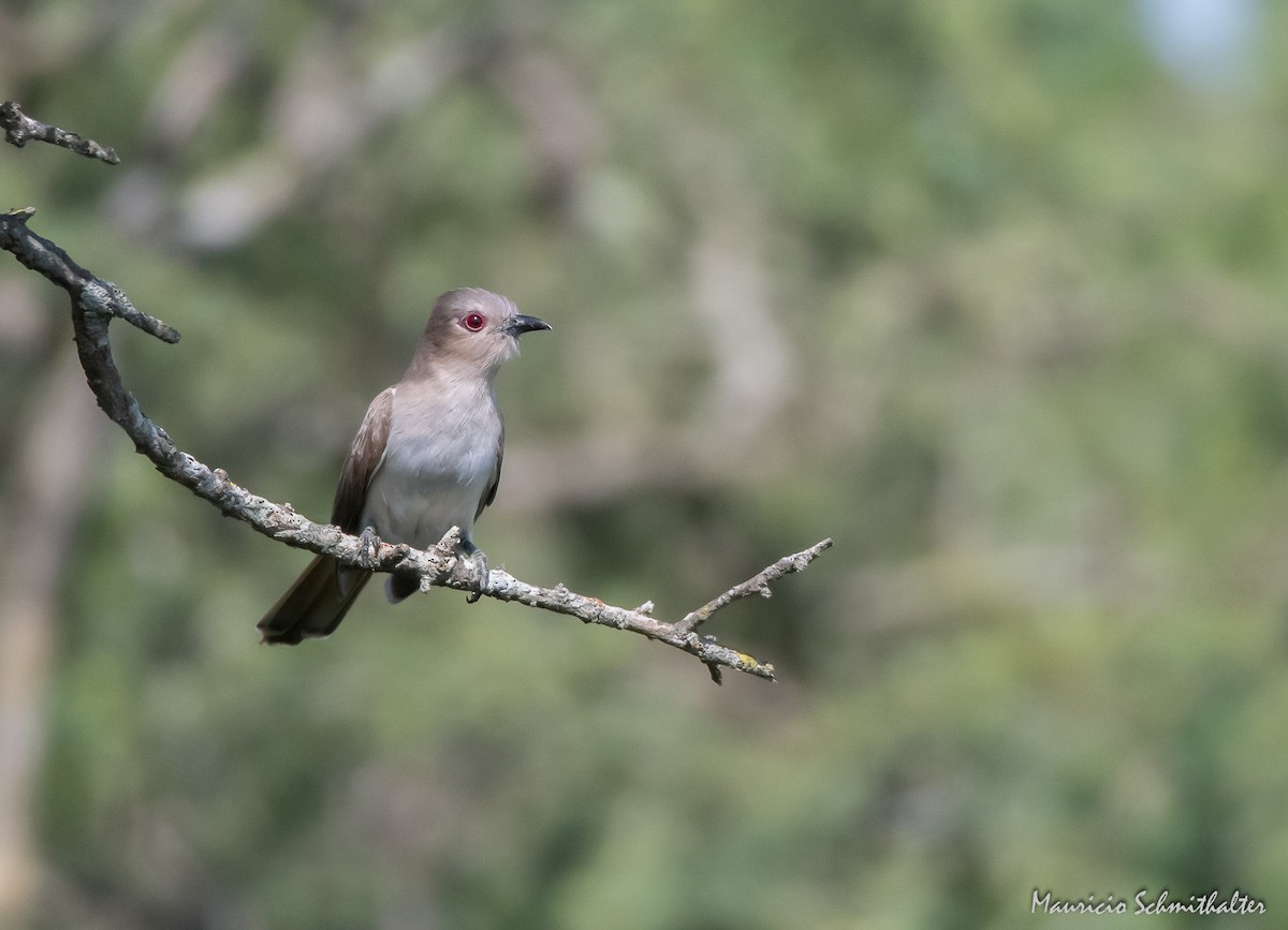 Ash-colored Cuckoo - Mauricio Schmithalter