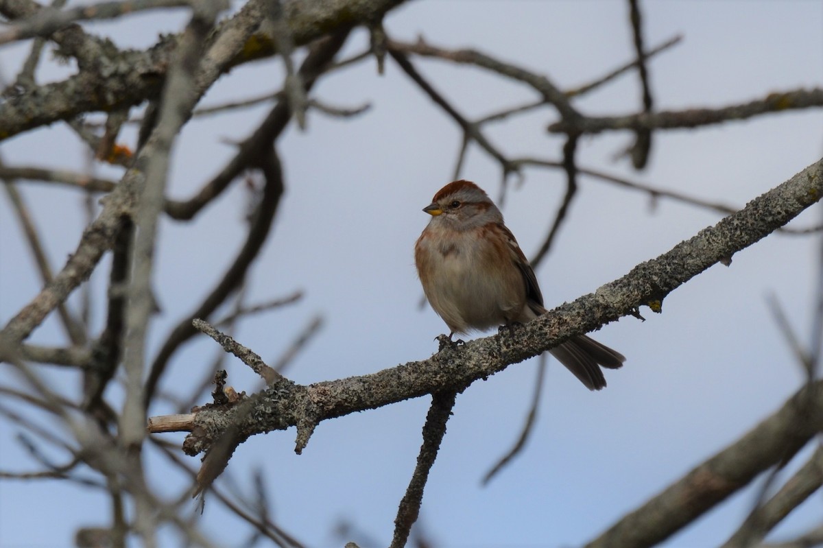 American Tree Sparrow - ML126189321