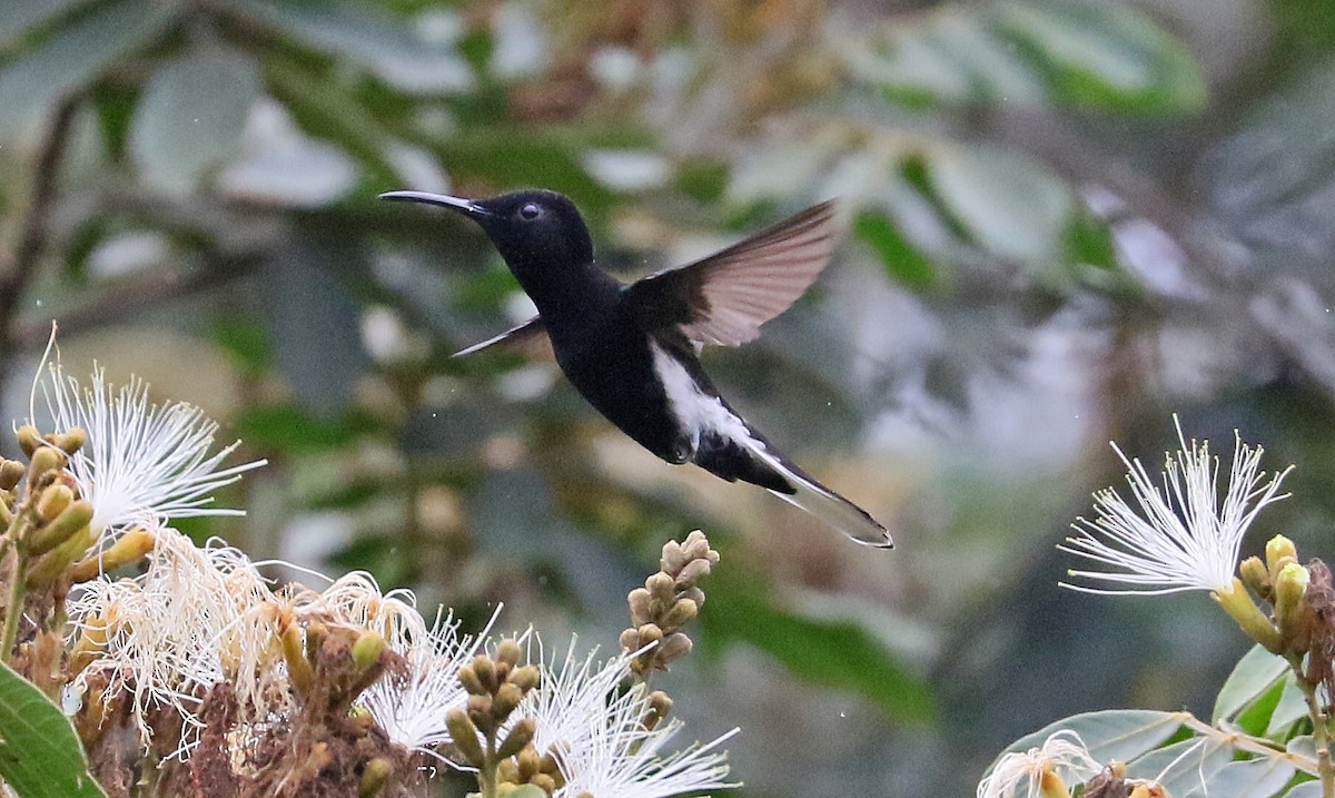 Colibrí Negro - ML126190141