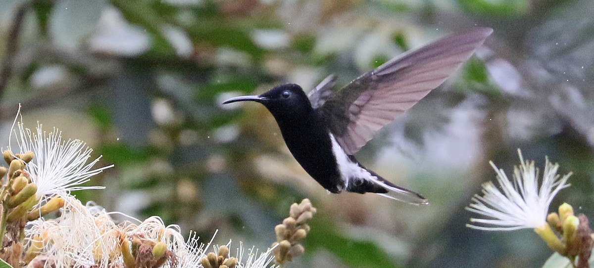 kolibřík černobílý - ML126190151