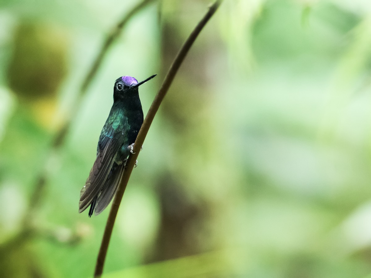 Blue-fronted Lancebill - ML126190691