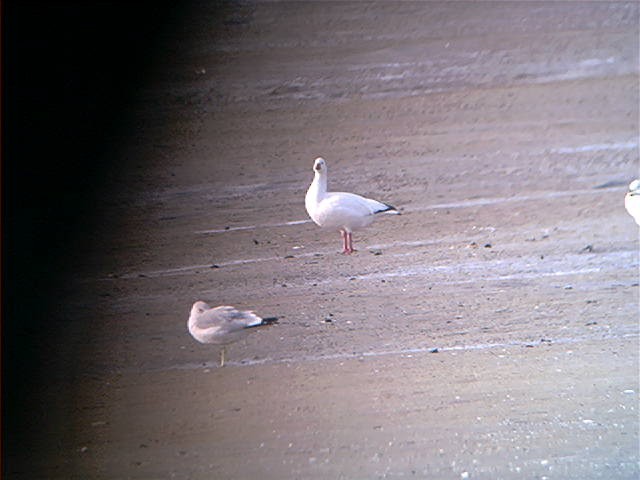 Ross's Goose - Shai Mitra