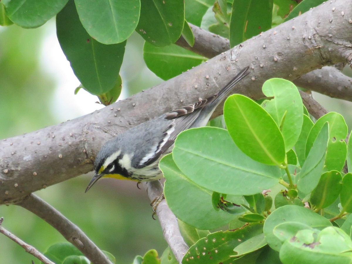 Yellow-throated Warbler - ML126192401