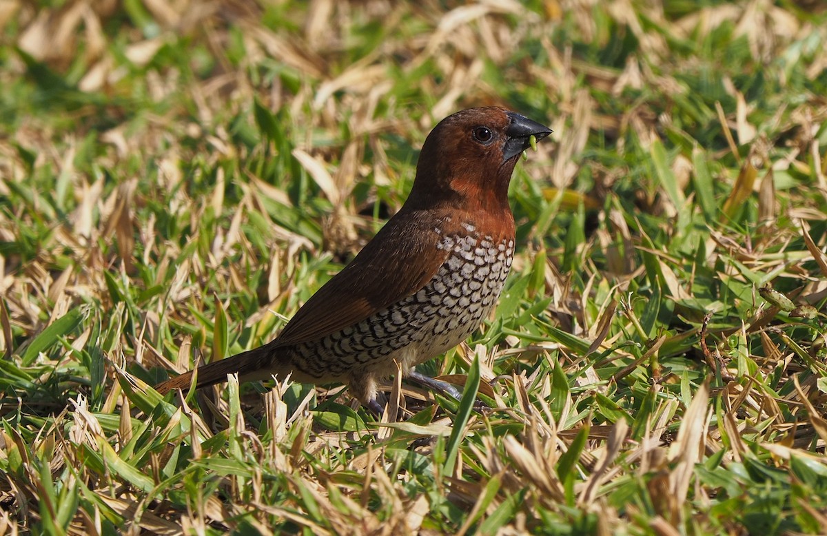 Scaly-breasted Munia - ML126198051