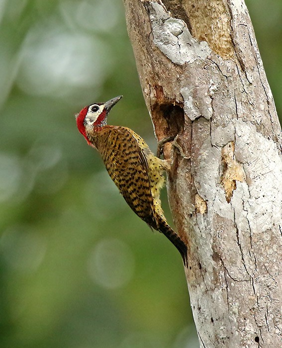 Spot-breasted Woodpecker - Roger Ahlman