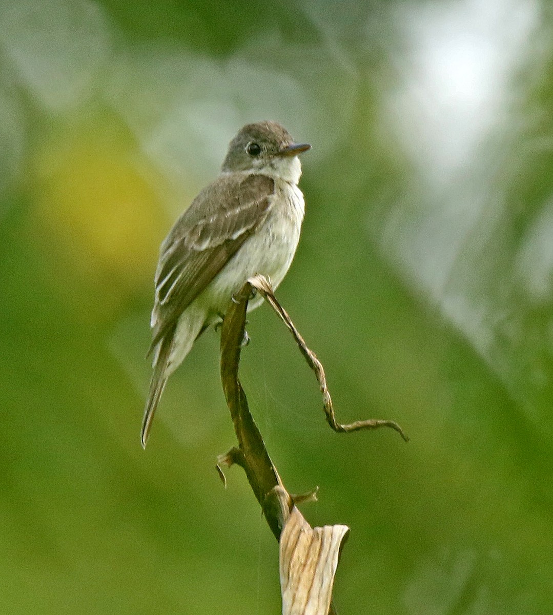 Eastern Wood-Pewee - Roger Ahlman