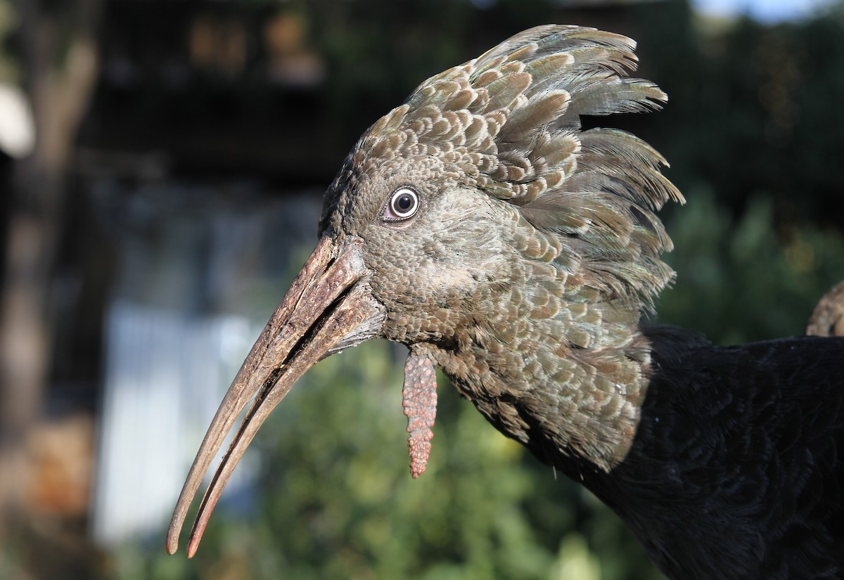 Ibis caronculé - ML126203641