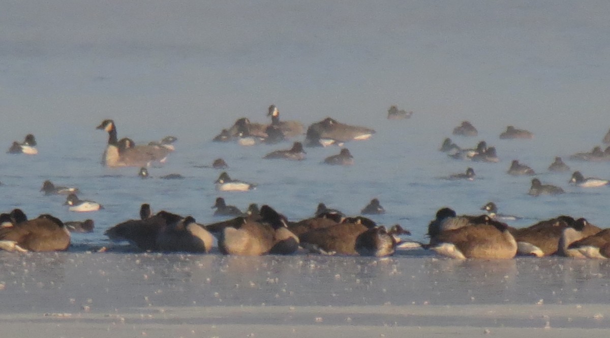 Common Goldeneye - ML126203841