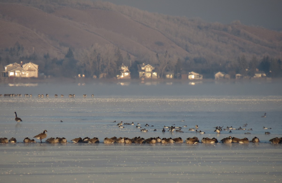 Common Goldeneye - ML126204061