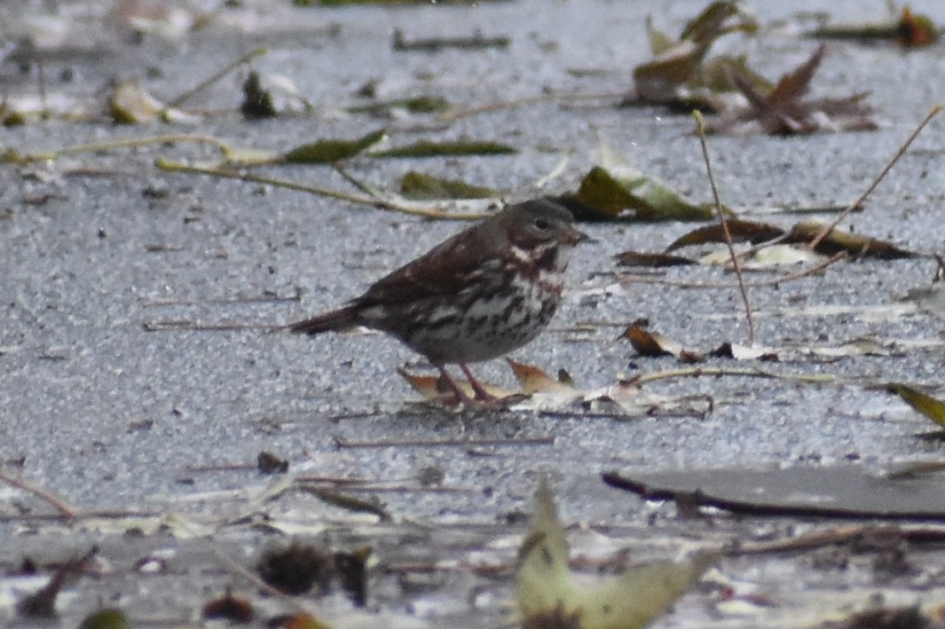 Fox Sparrow - ML126204101