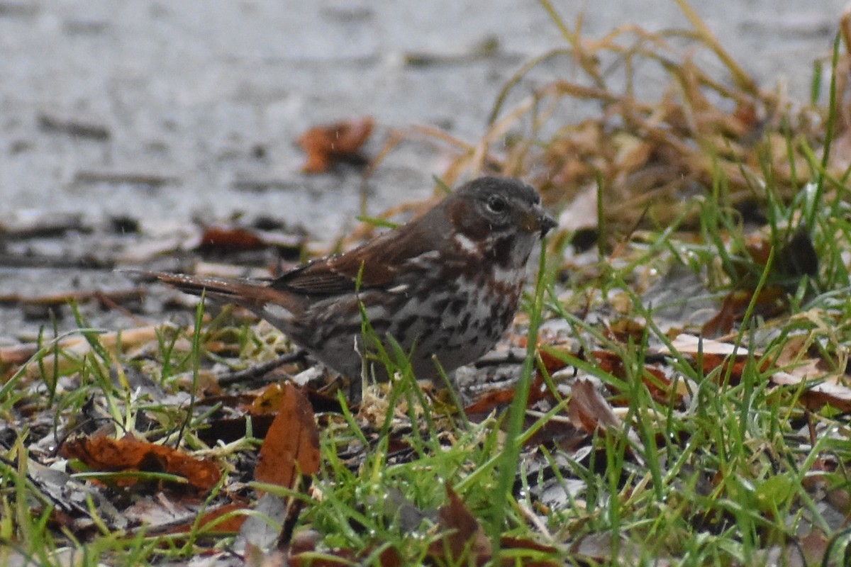 Fox Sparrow - ML126204111