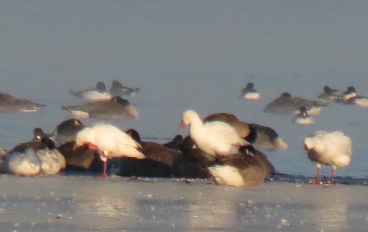 Snow Goose - Fran Kerbs