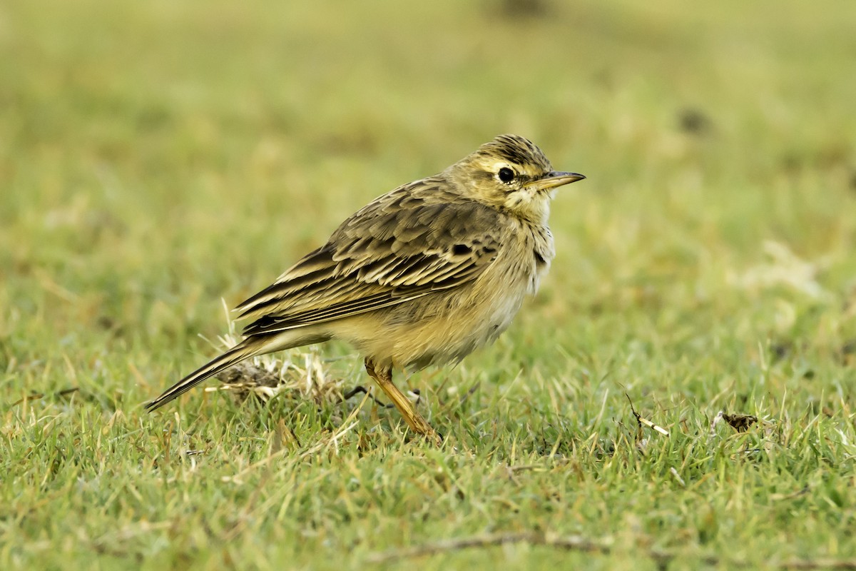 Paddyfield Pipit - ML126206081