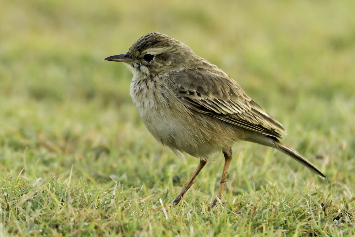 Paddyfield Pipit - ML126206091