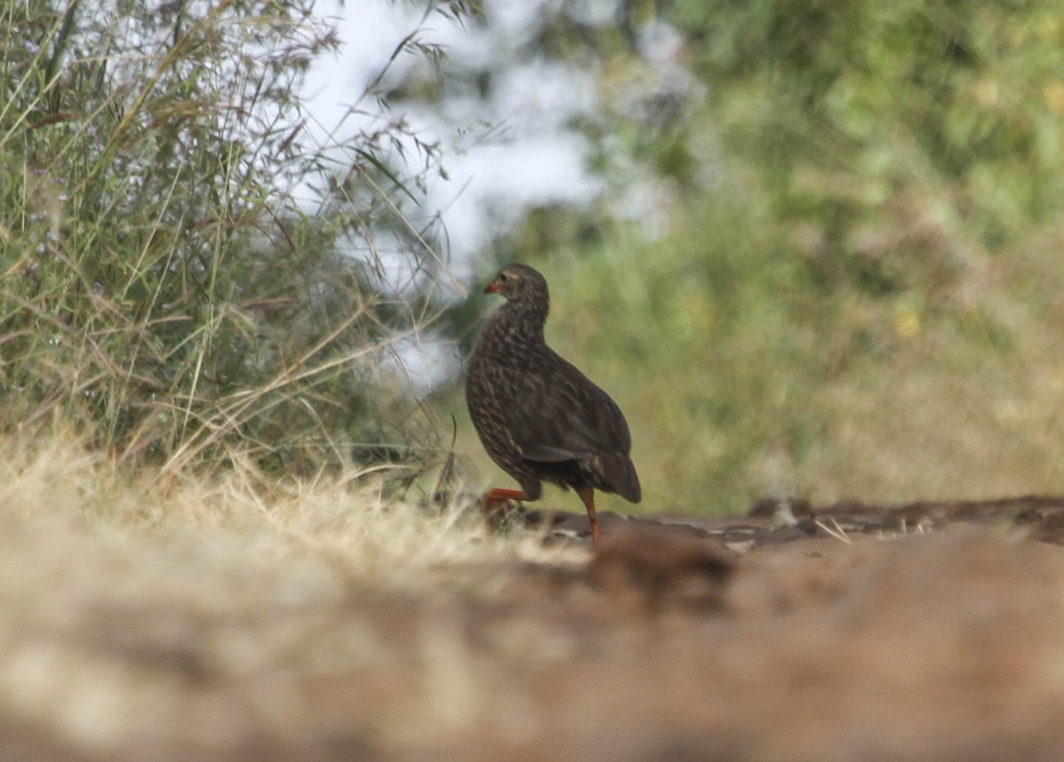 Scaly Spurfowl - ML126207051