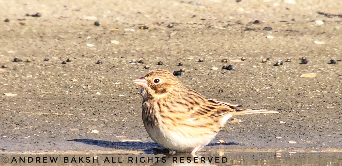 Vesper Sparrow - ML126207381