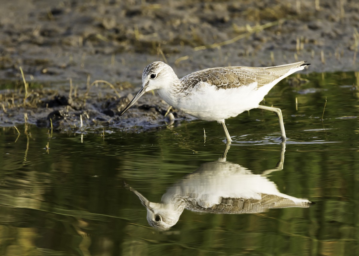 Common Greenshank - ML126207671