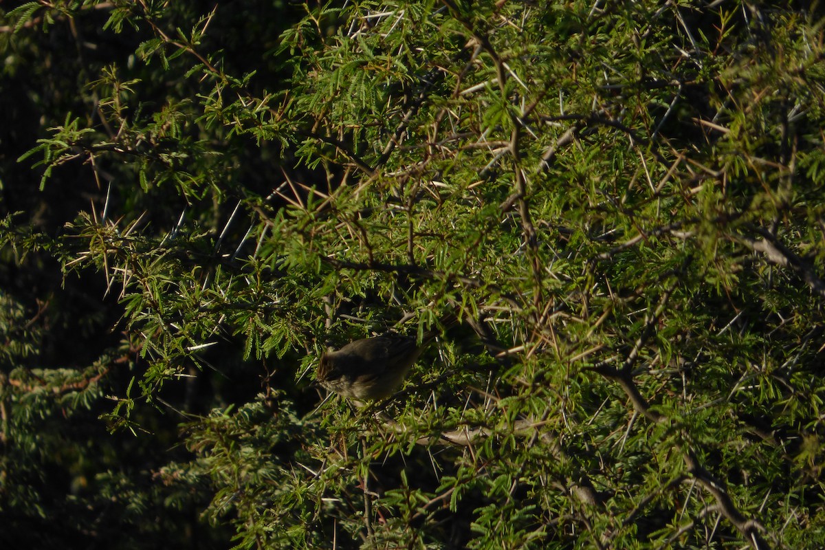 Tufted Tit-Spinetail - ML126208951