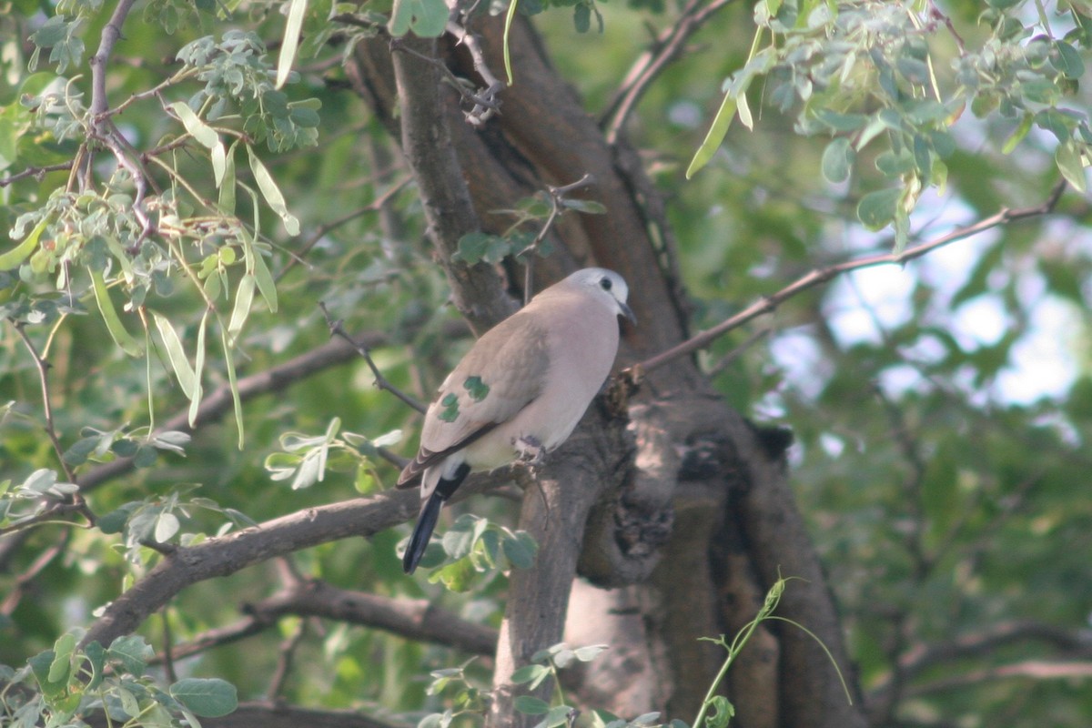 Emerald-spotted Wood-Dove - ML126209171