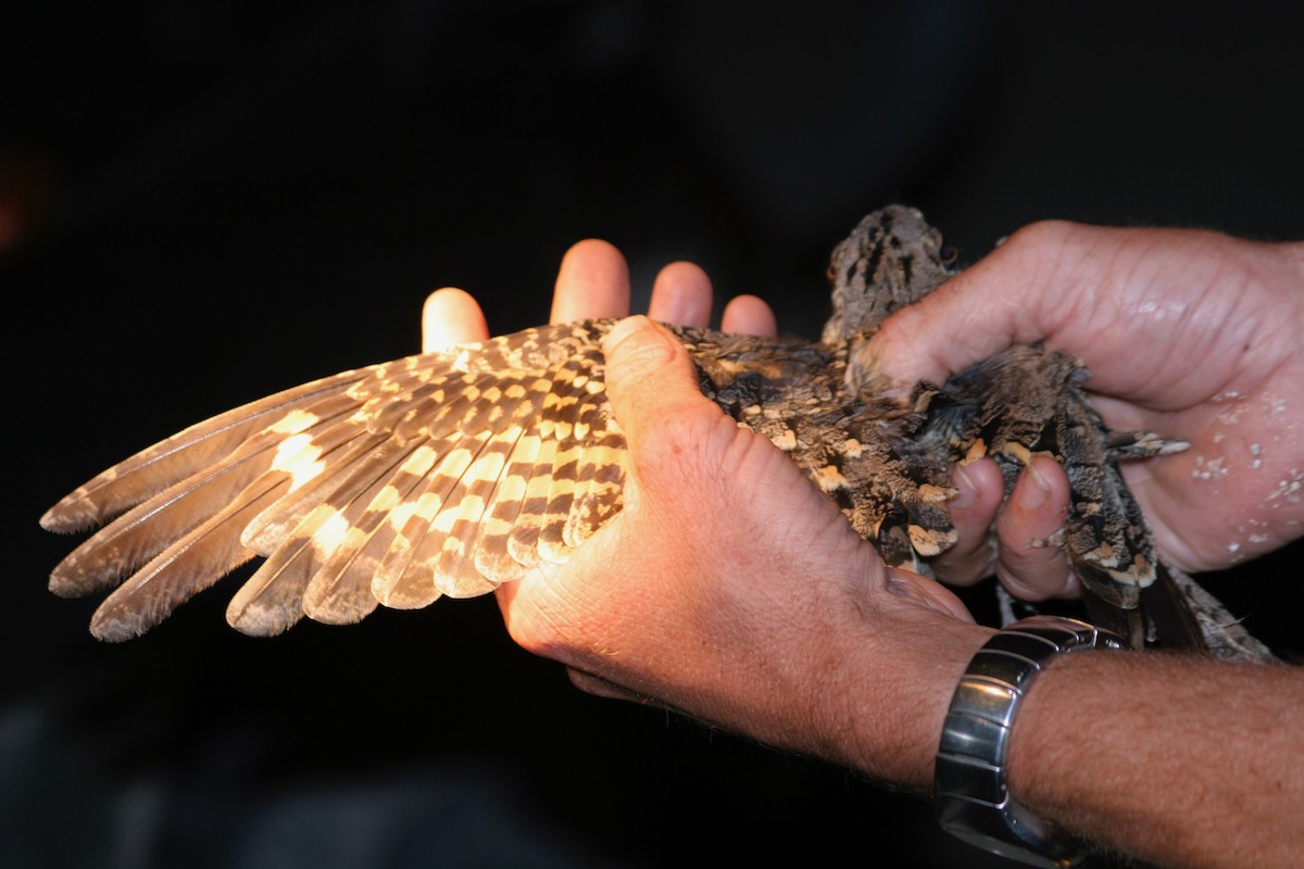 Square-tailed Nightjar - ML126209311