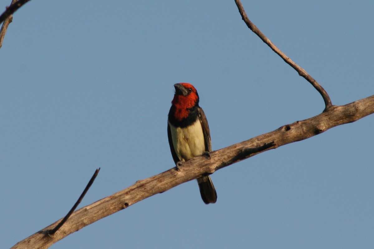 Black-collared Barbet - ML126209391