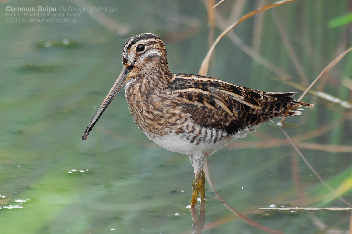 Common Snipe - ML126209411