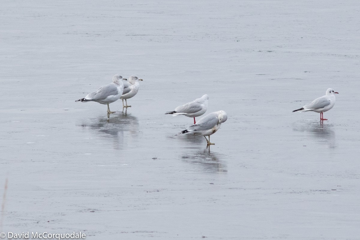 Black-headed Gull - ML126209731