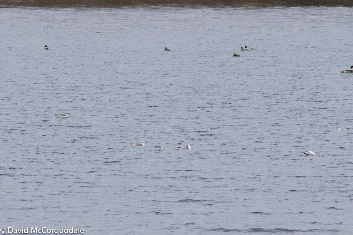 Bonaparte's Gull - ML126209831