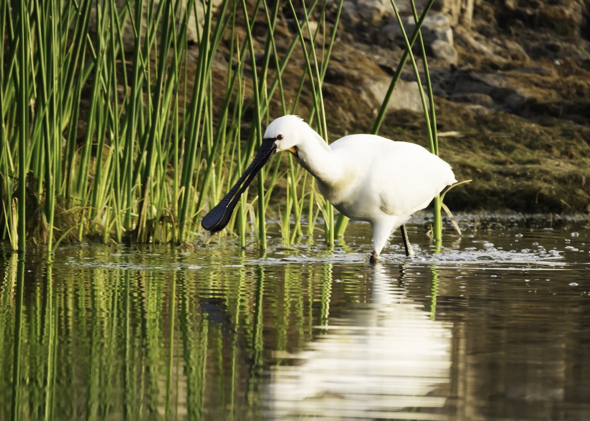 Eurasian Spoonbill - ML126210301